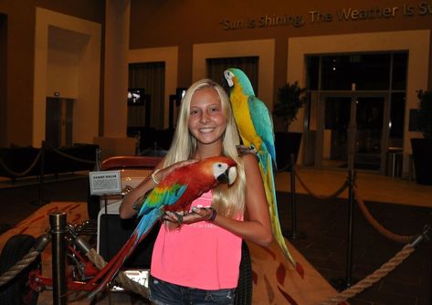 Hard Rock: Punta Cana Parrots
